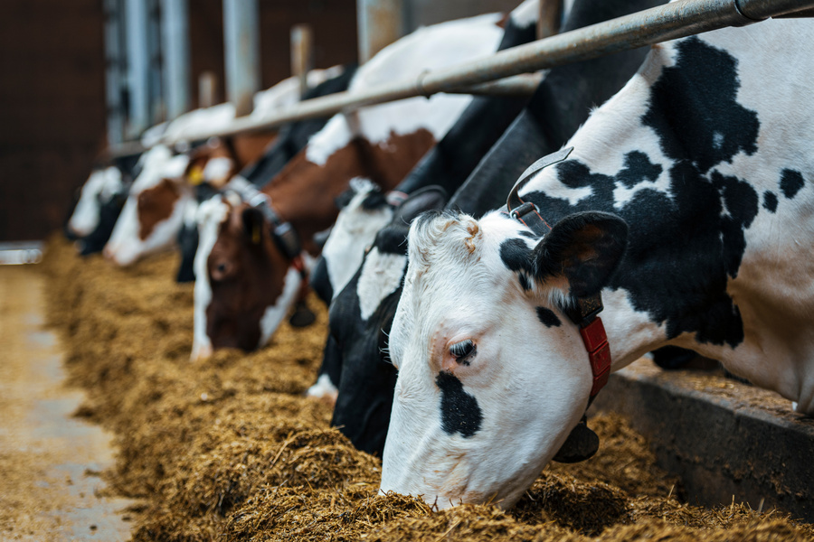 Neue landwirtschaftliche Einkommensquellen