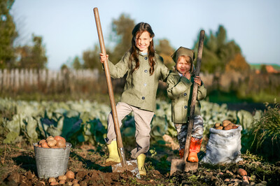 Kartoffelernte - © EduardSV - stock.adobe.com Kartoffelernte