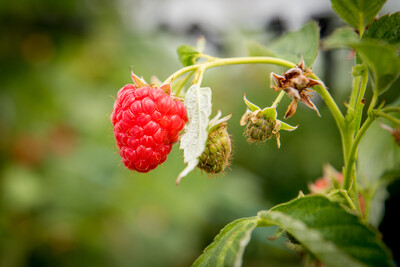 Beeren 